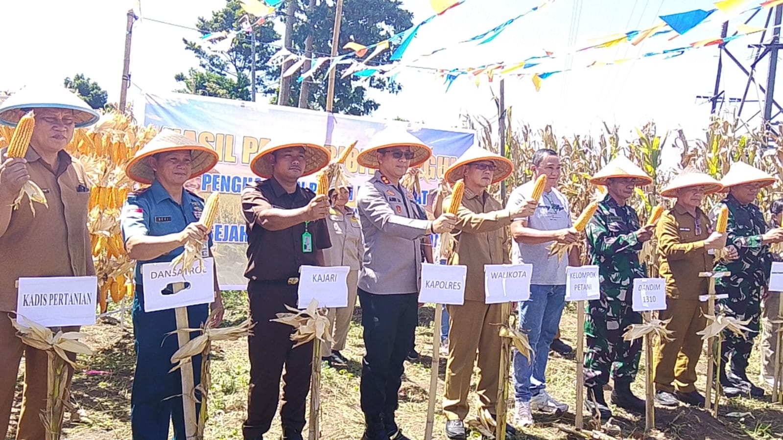 Bitung Panen Besar! 20 Ton Jagung Dipetik, 8 Ton Disiapkan Jadi Bibit Unggul Dukung Swasembada Pangan
