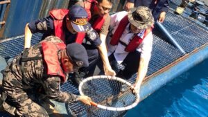 Gagal Diselundupkan ke Hong Kong, 1.300 Ikan Napoleon Langka Dikembalikan ke Laut Sulawesi, KKP Buru Jaringannya
