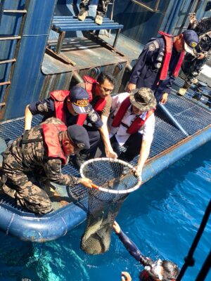 Gagal Diselundupkan ke Hong Kong, 1.300 Ikan Napoleon Langka Dikembalikan ke Laut Sulawesi, KKP Buru Jaringannya