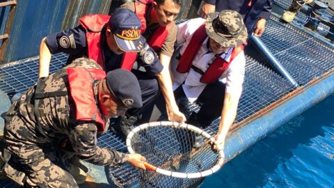 Gagal Diselundupkan ke Hong Kong, 1.300 Ikan Napoleon Langka Dikembalikan ke Laut Sulawesi, KKP Buru Jaringannya