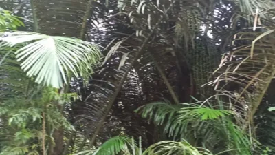 Pohon Seho Jadii Komoditi Potensial Masa Depan Desa Temboan