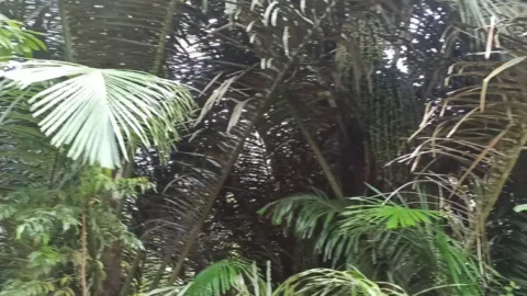 Pohon Seho Jadii Komoditi Potensial Masa Depan Desa Temboan