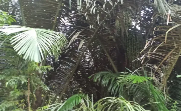 Pohon Seho Jadii Komoditi Potensial Masa Depan Desa Temboan