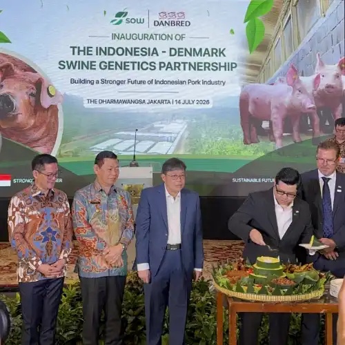 Joune Ganda Kawal Kerja Sama Bersejarah, Minut Jadi Pelopor Genetika Babi Modern di Indonesia