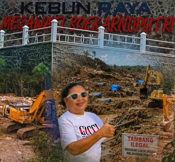 Diduga Kebal Hukum, Bos Tambang Vinni Sondakh Bebas Keruk Emas Miliaran Rupiah di Kebun Raya Megawati