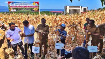 Lahan panen jagung Kelompok Tani Batusaiki di Kelurahan Molas Kecamatan Bunaken Manado