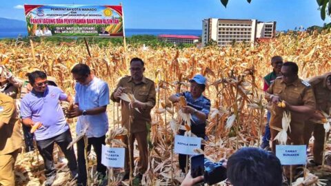 Lahan panen jagung Kelompok Tani Batusaiki di Kelurahan Molas Kecamatan Bunaken Manado