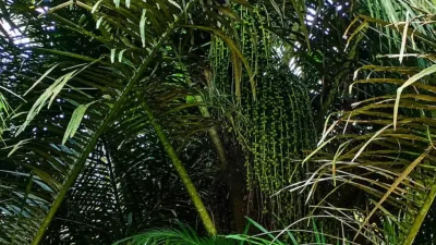 Pohon aren di Desa Palamba Kecamatan Langowan Selatan Minahasa Sulawesi Utara