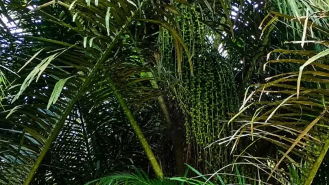 Pohon aren di Desa Palamba Kecamatan Langowan Selatan Minahasa Sulawesi Utara