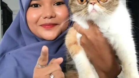 Foto yang diabadikan pada 21 September 2026 ini menunjukkan seseorang menonton video di akun Instagram seorang catsitter. (Xinhua/Yohanna Yuni)
