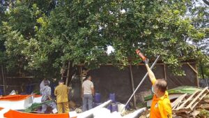 Ambil Alpukat Berujung Maut, Pekerja di Bitung Tewas Diduga Tersengat Listrik Tegangan Tinggi