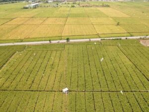 Ekonom OCBC: El Nino Berpotensi Timbulkan Risiko Inflasi Pangan di Seluruh ASEAN