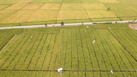 Ekonom OCBC: El Nino Berpotensi Timbulkan Risiko Inflasi Pangan di Seluruh ASEAN