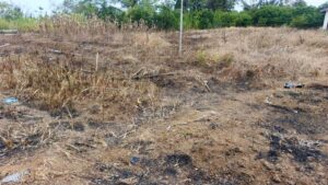 Kemarau Mengeringkan Lahan Pertanian Kawangkoan, Petani dari Sonder hingga Langowan Ikut Terdampak