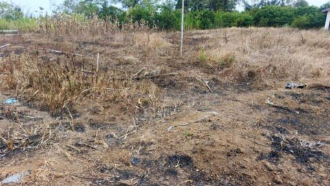 Lahan pertanian Kawangkoan Minahasa mengering akibat kemarau