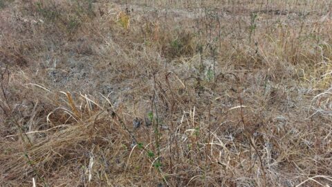 Lahan pertanian kering di Minahasa Sulawesi Utara akibat periode kemarau dan El Nino