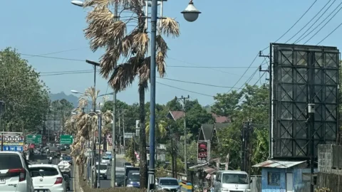 Pohon Palem Putri mengering di median Jalan A.A. Maramis Manado