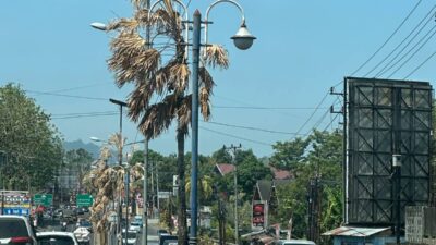 Pohon palem mengering di Kota Manado Sulawesi Utara saat kondisi cuaca kering
