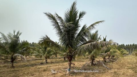 Perkebunan kelapa di Kima Atas, Kecamatan Mapanget, Kota Manado, Sulawesi Utara, dengan deretan pohon kelapa dan vegetasi kering di permukaan tanah.