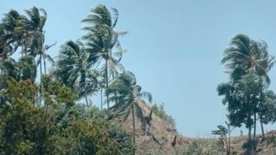 Pohon kelapa tertiup angin di tengah langit cerah.