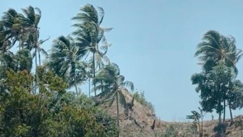 Pohon kelapa tertiup angin di tengah langit cerah.