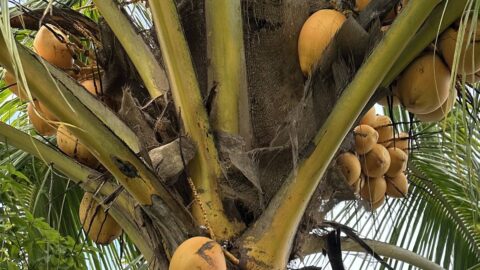Pohon kelapa dalam momentum World Coconut Day 2026 di Manado